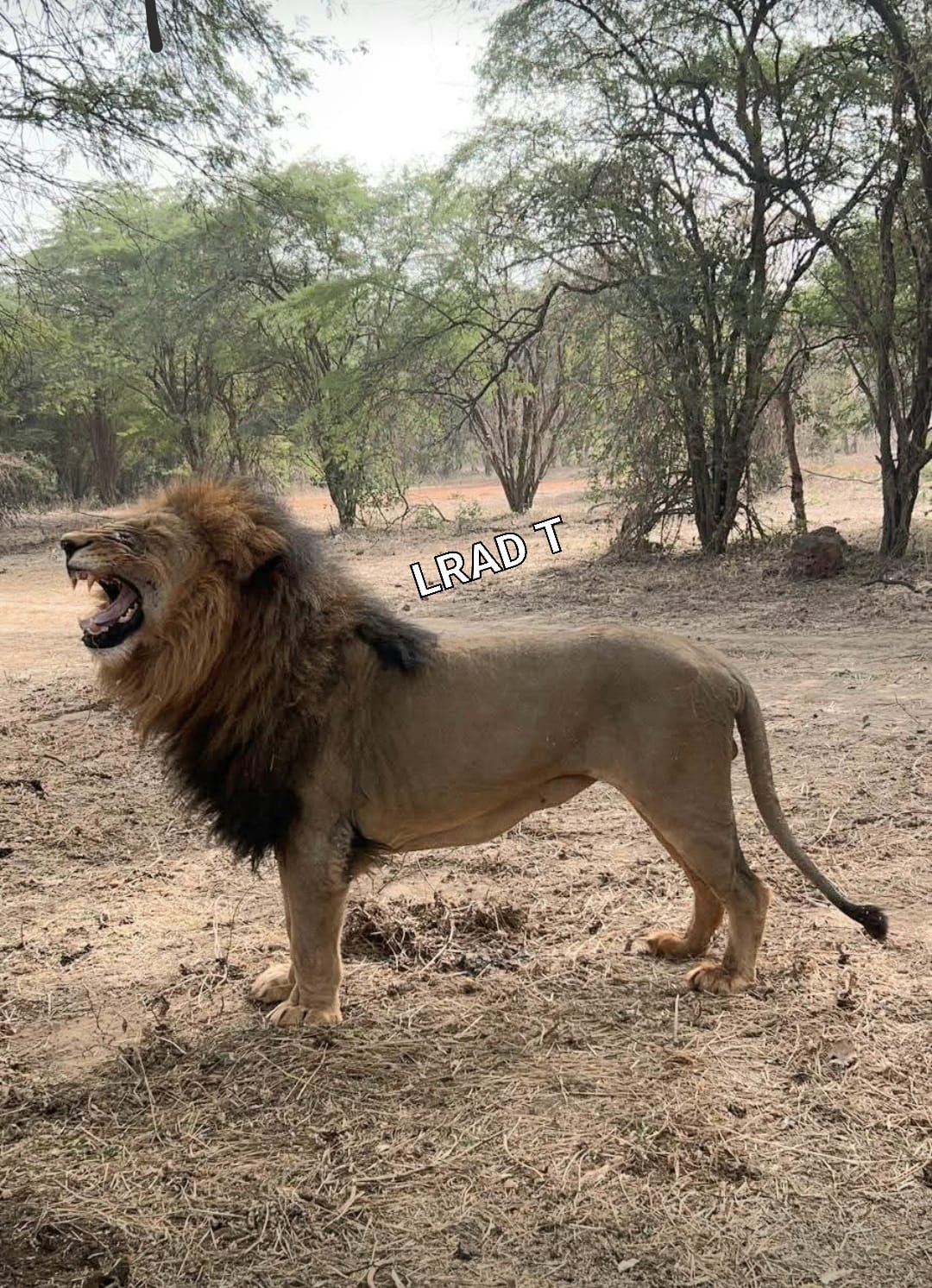 Réserve de Bandia lions